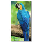 Tableau Ara bleu de dos Tableau Animaux Tableau Oiseau