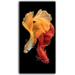 Tableau Poissons de combat siamois jaune et orange Tableau Animaux Tableau Mer Tableau Nature