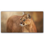 Tableau Puma aux yeux verts Tableau Animaux Tableau Lion